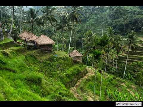 Bali